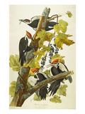 Pileated Woodpecker (Dryocopus Pileatus), Plate Cxi, from 'The Birds of America'