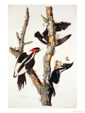 Ivory-Billed Woodpecker, 1829