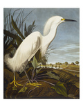 Snowy Heron or White Egret / Snowy Egret (Egretta Thula), Plate CCKLII, from 'The Birds of America'