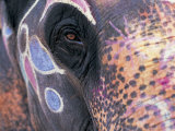 Goa, India, Close-up of Elephants Eye