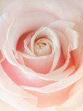 Still Life Photograph, a Pink Rose, Shot with Shallow Dof