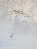 Hooded Crane Walks Through a Cold River under Hoarfrost-Covered Trees, Tsurui, Hokkaido, Japan