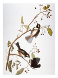 Audubon: Chickadee