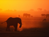 Elephant Herd Silhouetted Against Orange Sky