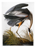 Audubon: Heron