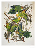Carolina Parakeet, from "Birds of America," 1829