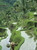 Rice Fields, Central Bali, Indonesia