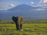 Elephant, Mt. Kilimanjaro, Masai Mara National Park, Kenya