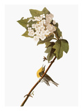 Audubon: Warbler, 1827-38