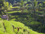 Man in Rice Fields, Nr Ubud, Bali, Indonesia