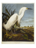 Snowy Heron or White Egret / Snowy Egret