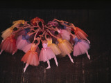 Ballet Dancers in Colorful Costume Practice a Scene in the Nutcracker