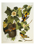 Baltimore Oriole. Northern Oriole (Icterus Galula), from 'The Birds of America'