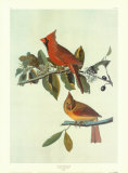 Serin cardinal