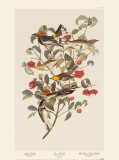 Audubon Warbler