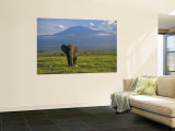 Elephant, Mt. Kilimanjaro, Masai Mara National Park, Kenya