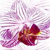 Orchidée I