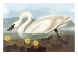 Whistling Swan