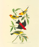 Louisiana and Scarlet Tanager