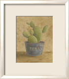 Texas Cactus