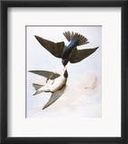 Audubon: Swallows, 1827-38