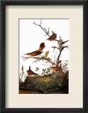 Audubon: Wren
