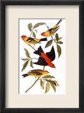 Audubon: Tanager, 1827