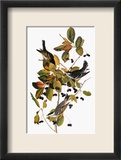 Audubon: Warbler