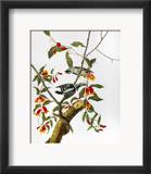 Audubon: Woodpecker, 1827