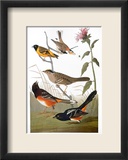 Audubon: Various Birds