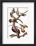 Audubon: Woodpeckers