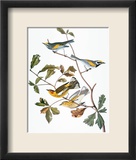 Audubon: Warbler