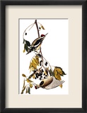 Audubon: Sapsucker, 1827-38