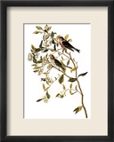 Audubon: Redpoll, 1827
