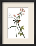 Audubon: Warbler, 1827-38
