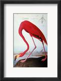 Audubon: Flamingo, 1827