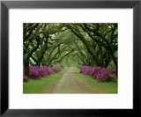 Magnifique sentier bordé d'arbres et d'azalées violettes