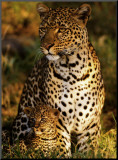 Léopards mère-enfant, Panthera pardus, Masai-Mara Kenya