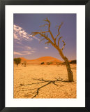 Tree in Namib Desert, Namibia