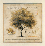 Mimosas du Lavandou