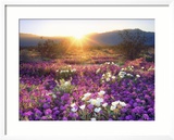Sand Verbena and Dune Primrose Wildflowers at Sunset, Anza-Borrego Desert State Park, California