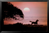 Cheval au galop au coucher du soleil
