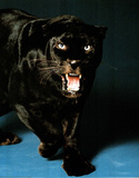 Wild Eyed Panther