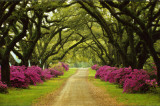 Beautiful Pathway Lined with Trees and Purple Azaleas