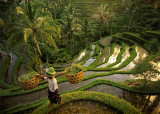 Riziere, Bali