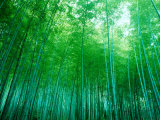 Forêt de bambous à Sagano (Kyoto), Japon