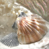 Coral Shell III