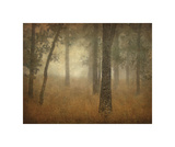 Oak Grove in Fog, Study 24