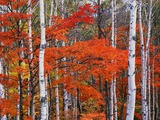 White Birch and Maple Trees in October