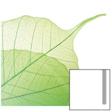 Translucent Green Leaves